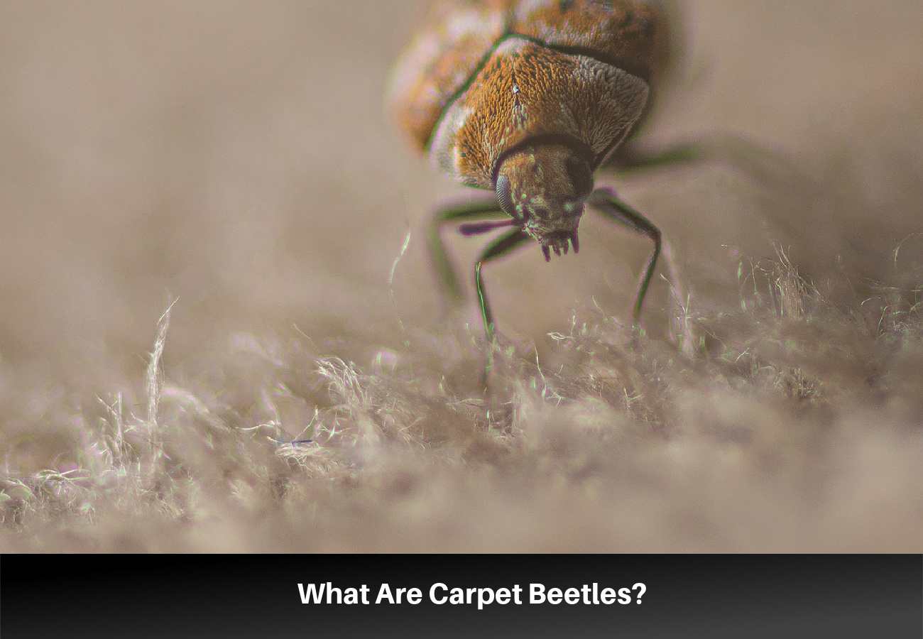 effective tips to prevent carpet beetles and protect your home