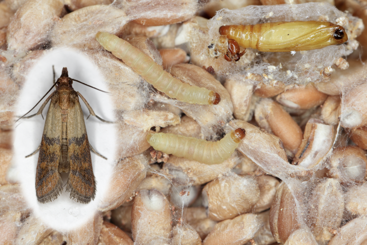 effective ways to eliminate pantry moths and keep your kitchen free
