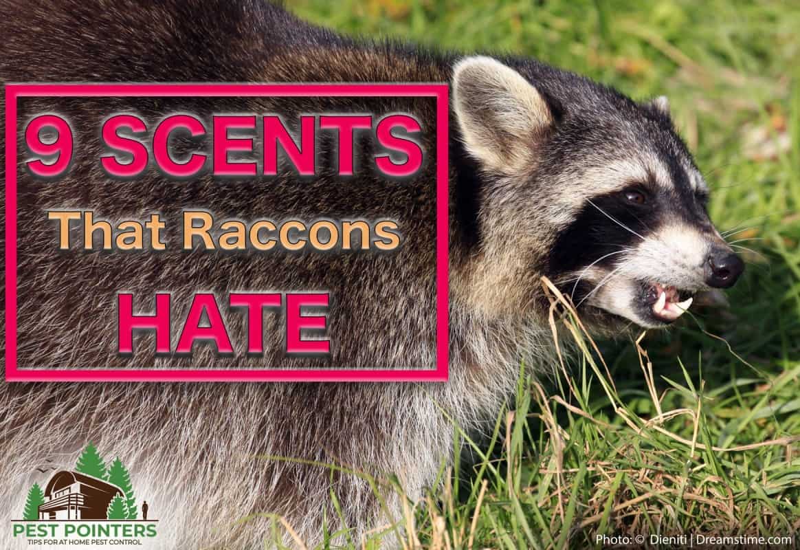effective ways to eliminate raccoons and keep them away for good
