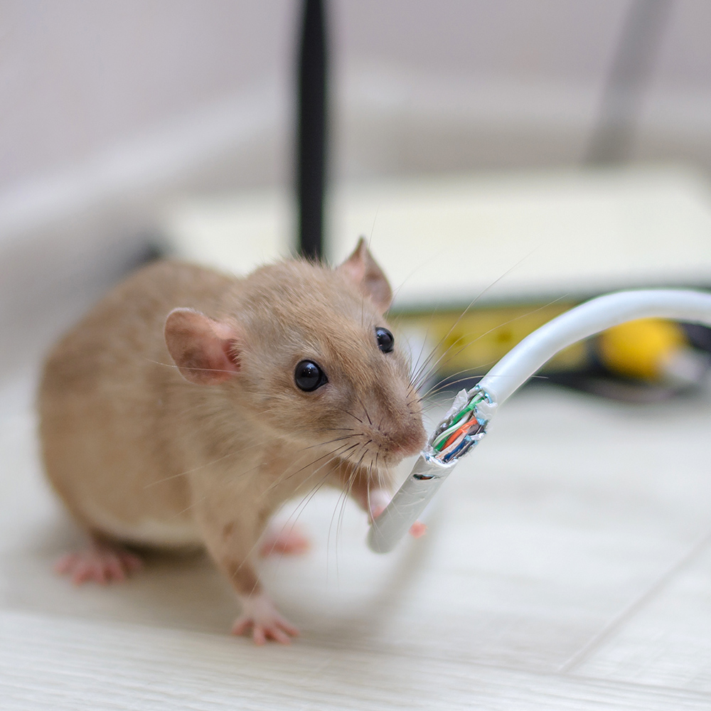effective ways to get rid of mice from your house