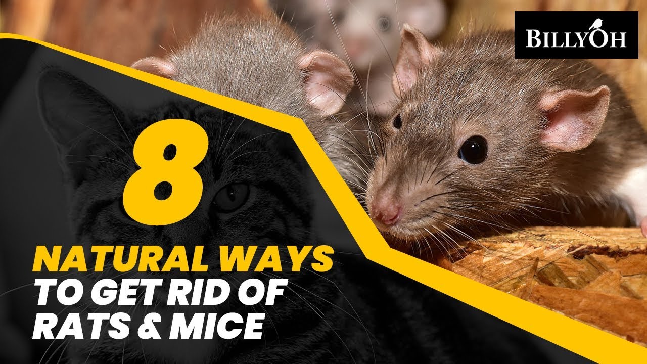 effective ways to quickly eliminate rats from your house