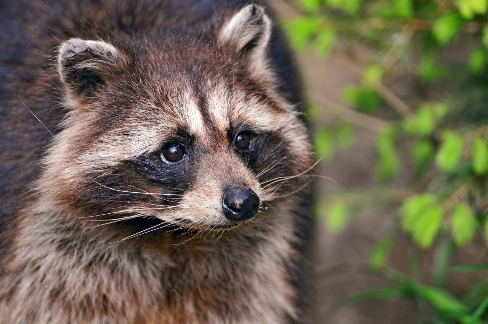 effective ways to scare raccoons away expert tips and tricks