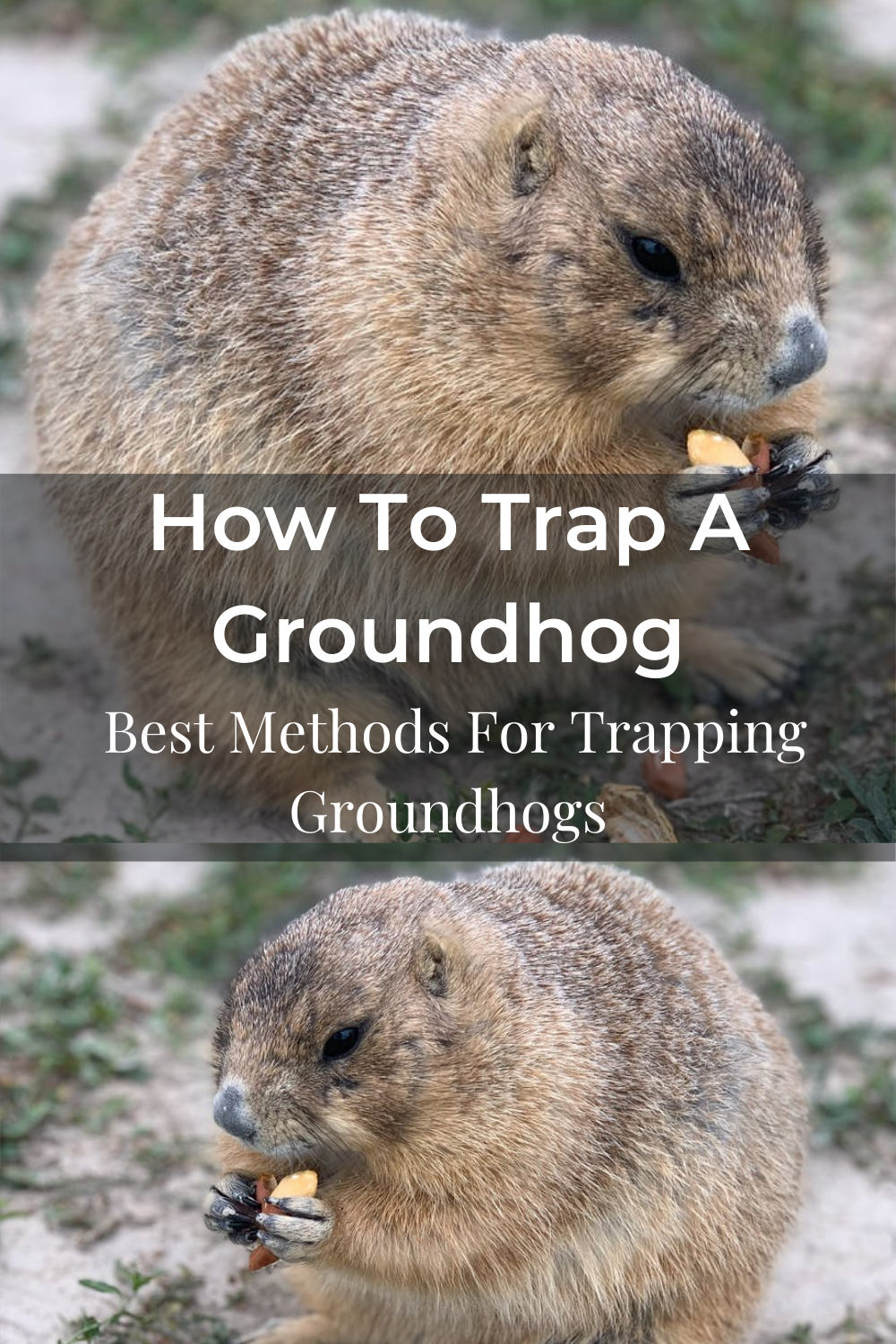 effective ways to trap groundhogs expert advice and step by step guide