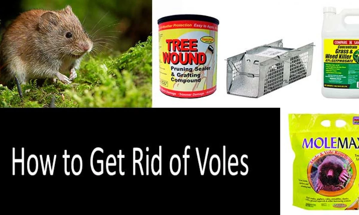 efficiently eliminate moles and voles proven methods for pest control