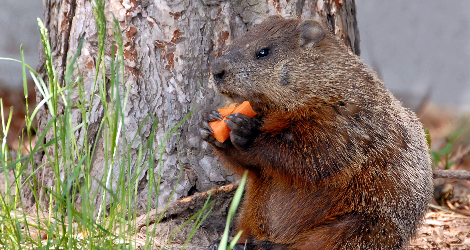 eliminate groundhog problems with these effective tips