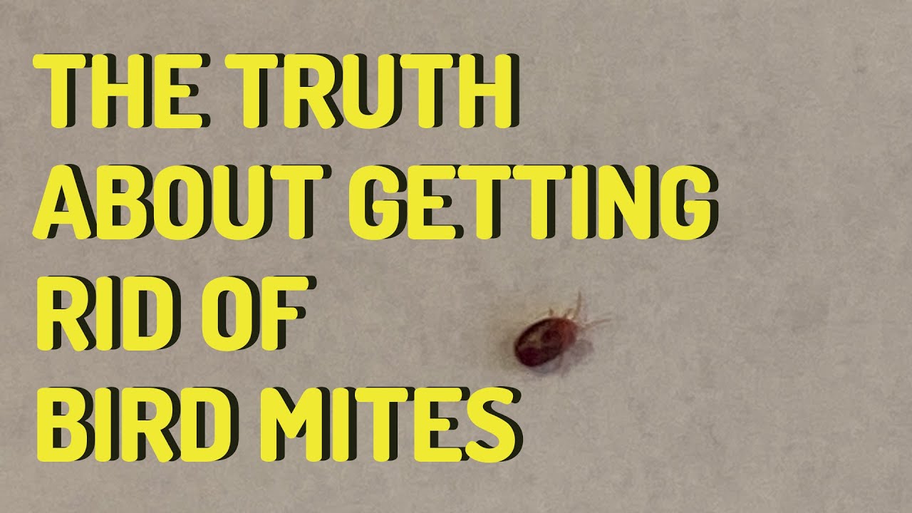 Eliminating Bird And Rodent Mites Effective Methods For Getting Rid Of