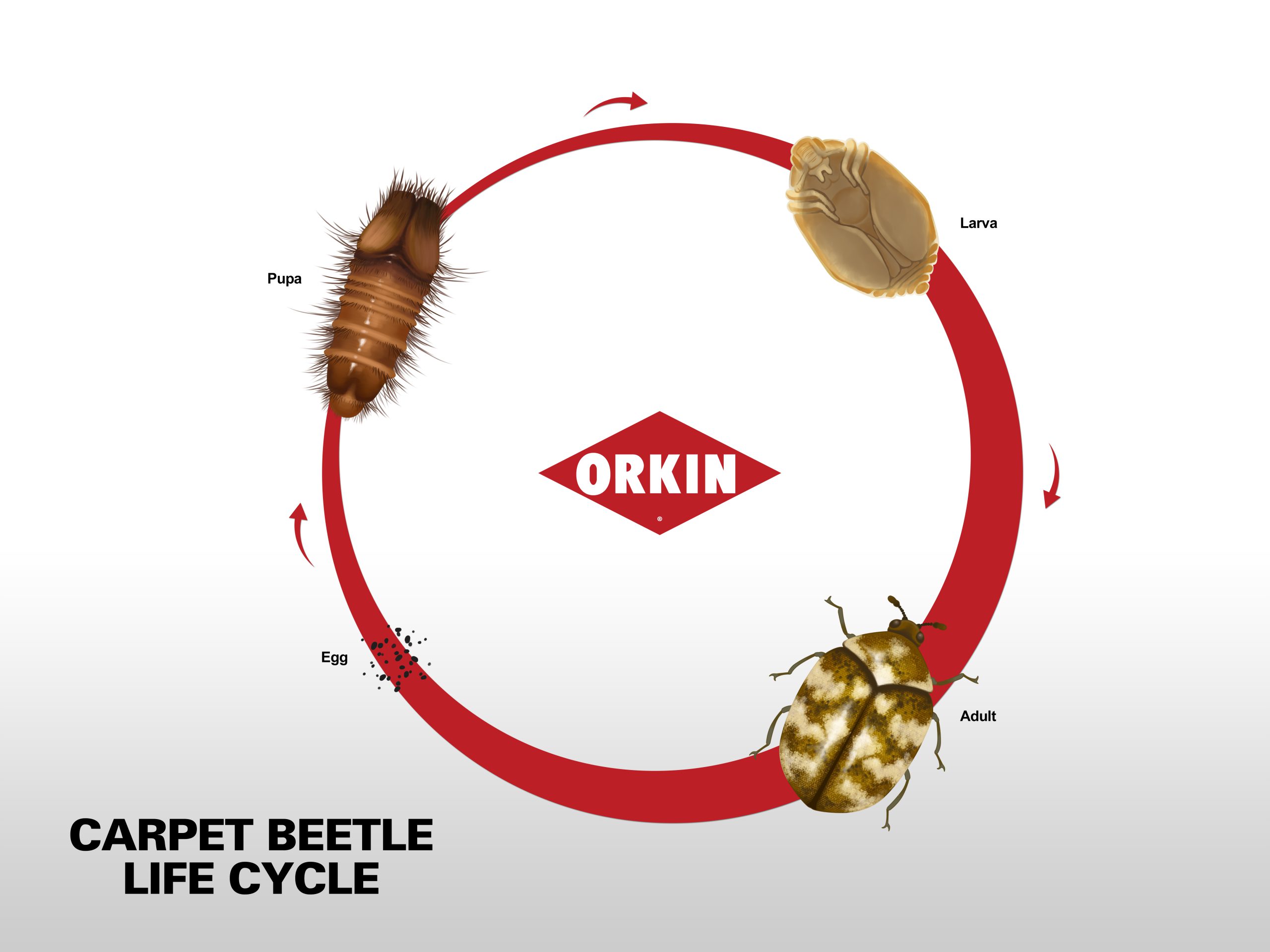 everything you need to know about the lifespan of carpet beetles scaled