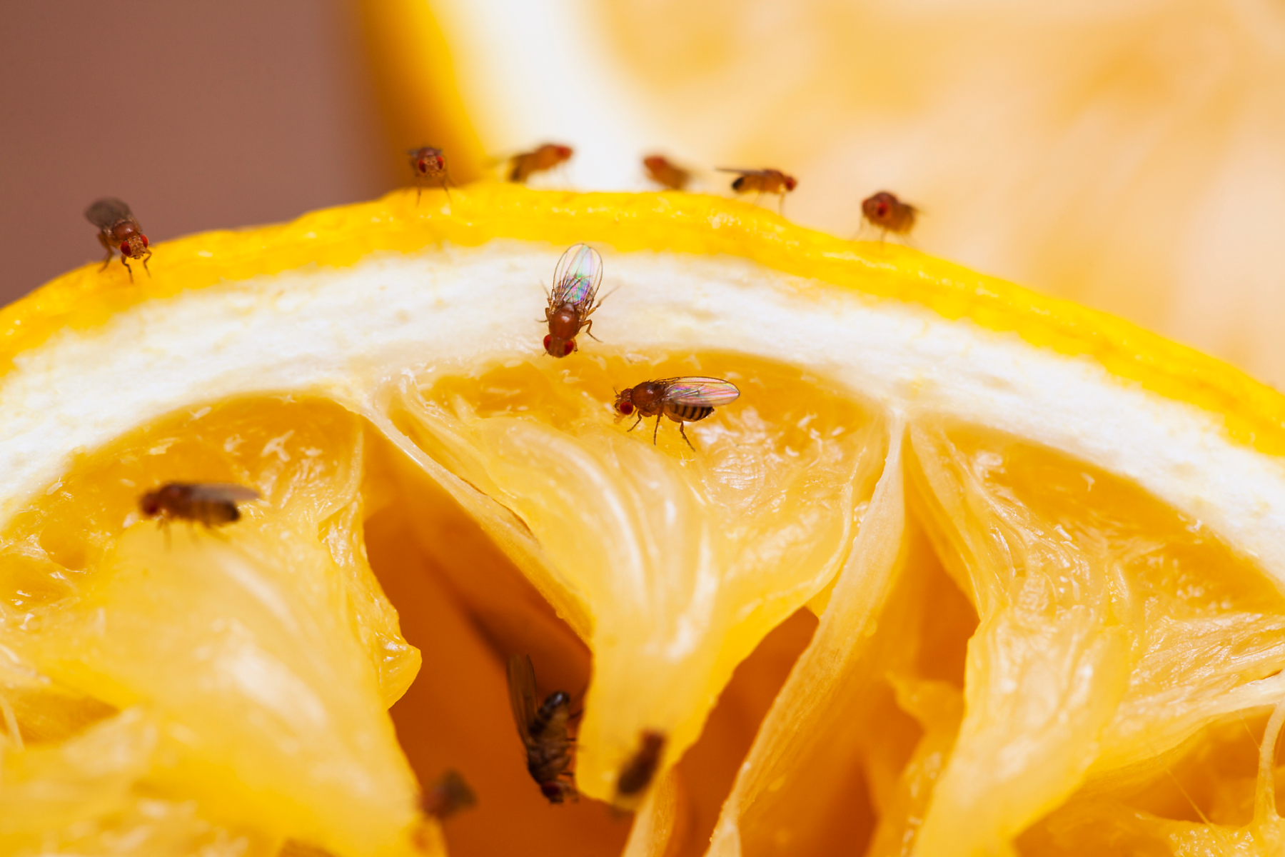 exploring the habitat where do fruit flies lay their eggs