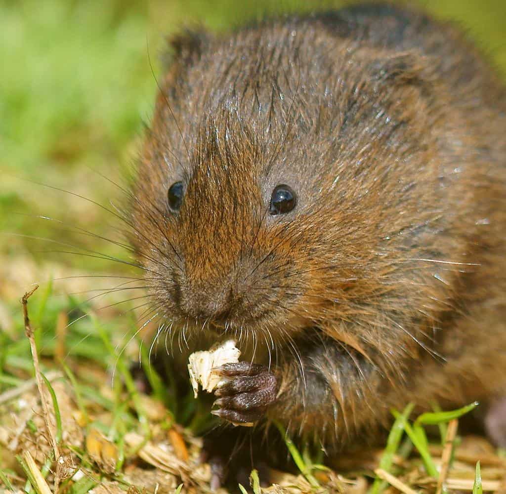 exploring the size of voles how big are these fascinating creatures