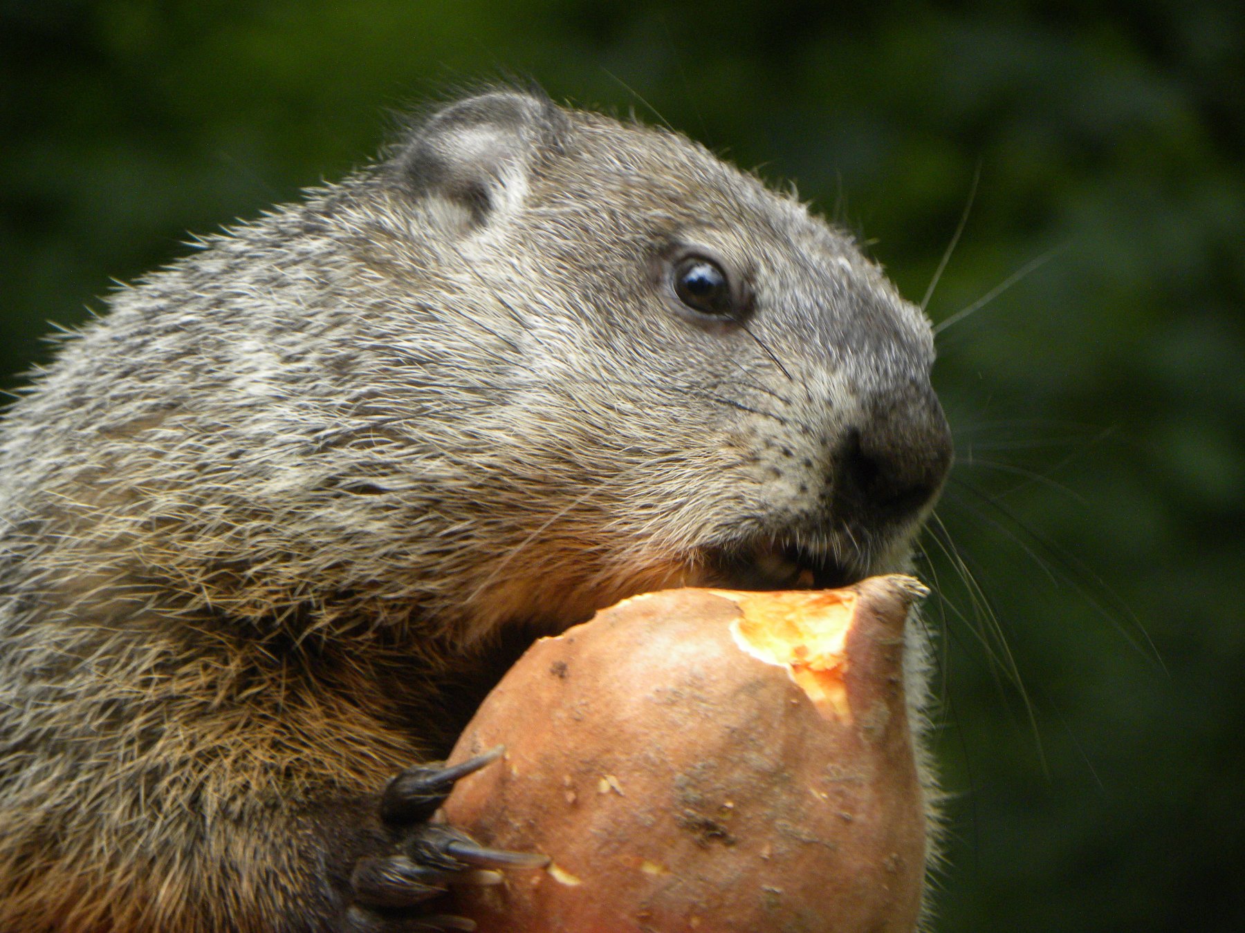 feeding habits of groundhogs exploring their favorite foods
