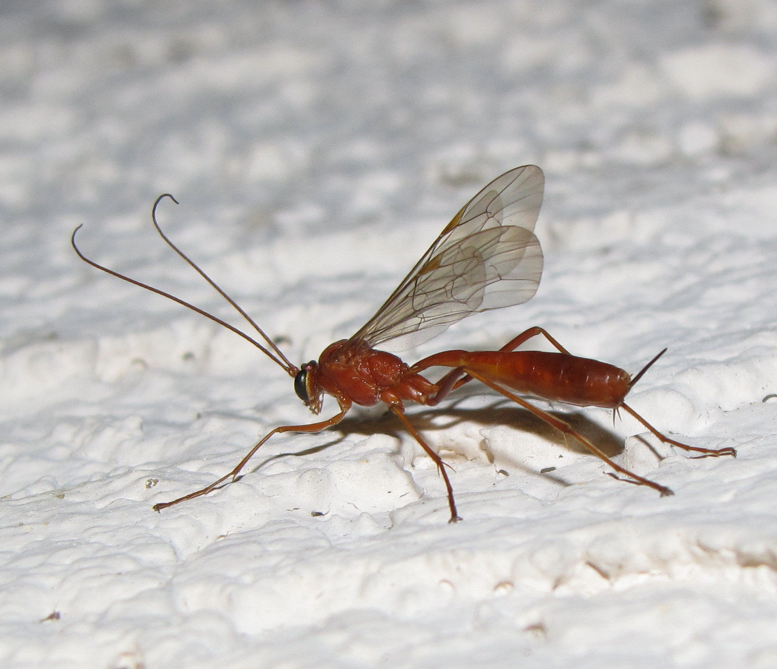 flying insect that looks like an ant identifying and understanding this surprising creature