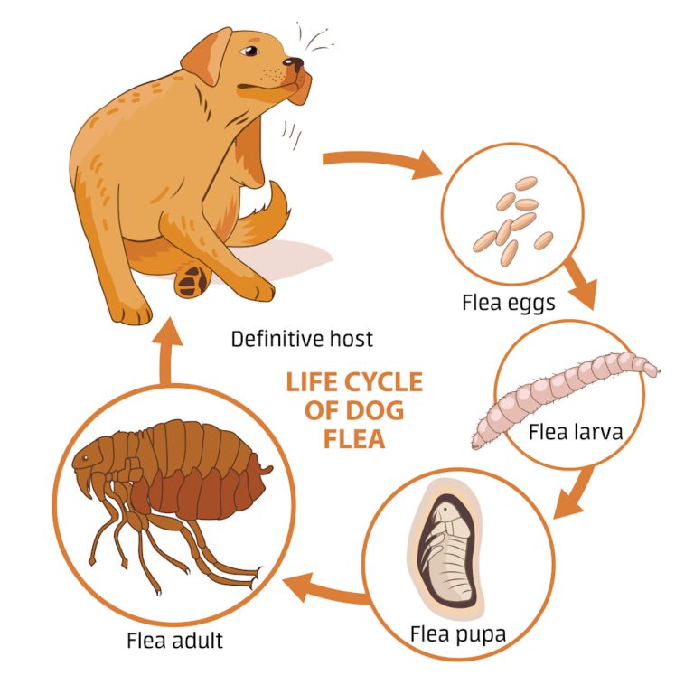 how long do fleas live 1