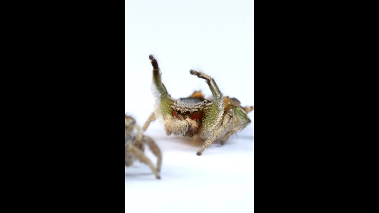 how long do jumping spiders live