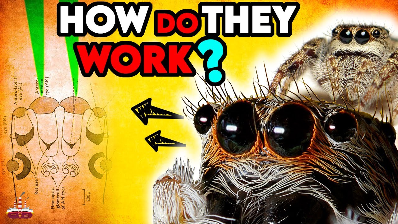 how many eyes do spiders have