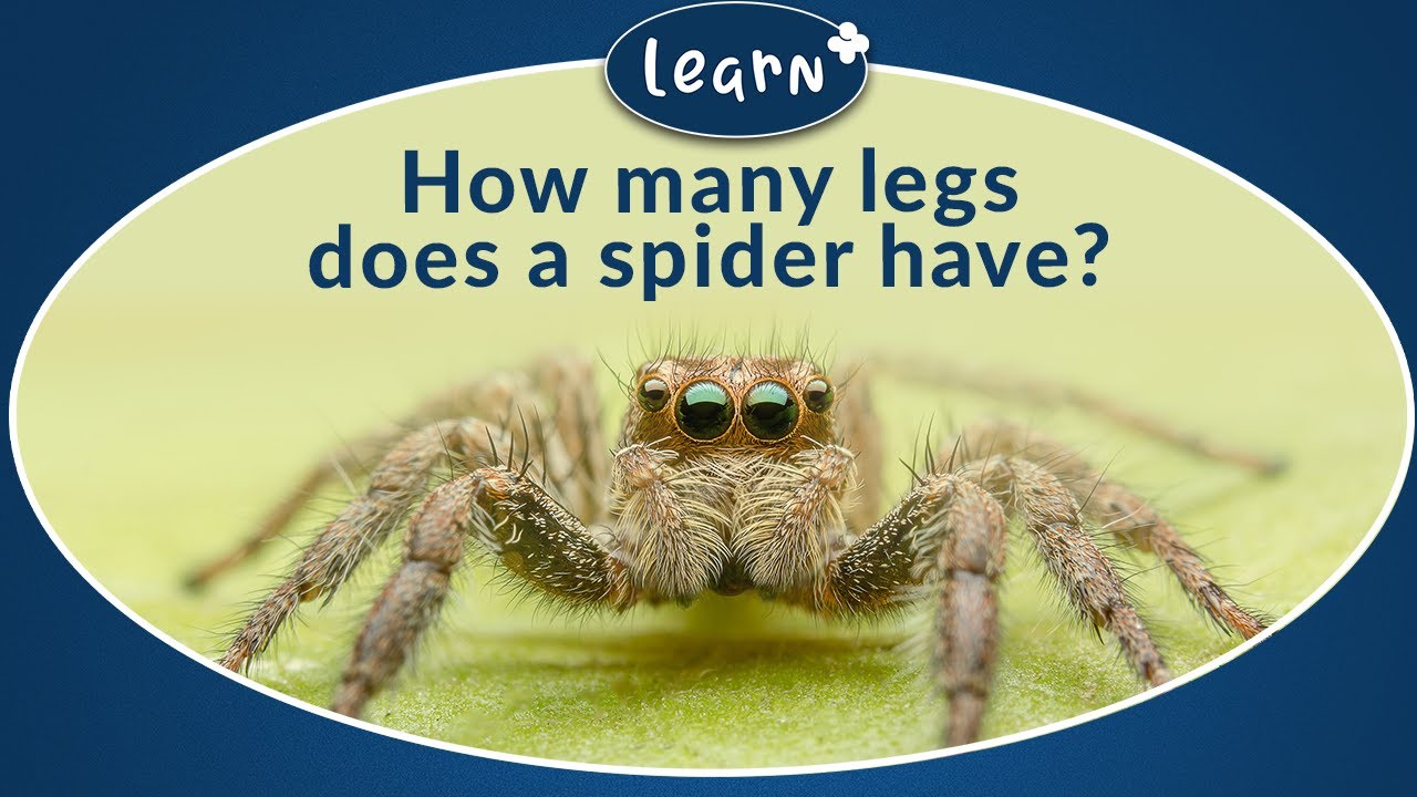 how many legs do spiders have