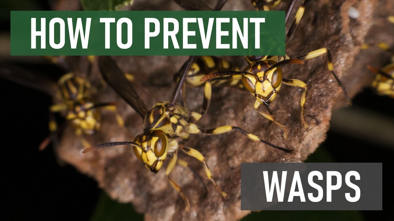 how to deter wasps