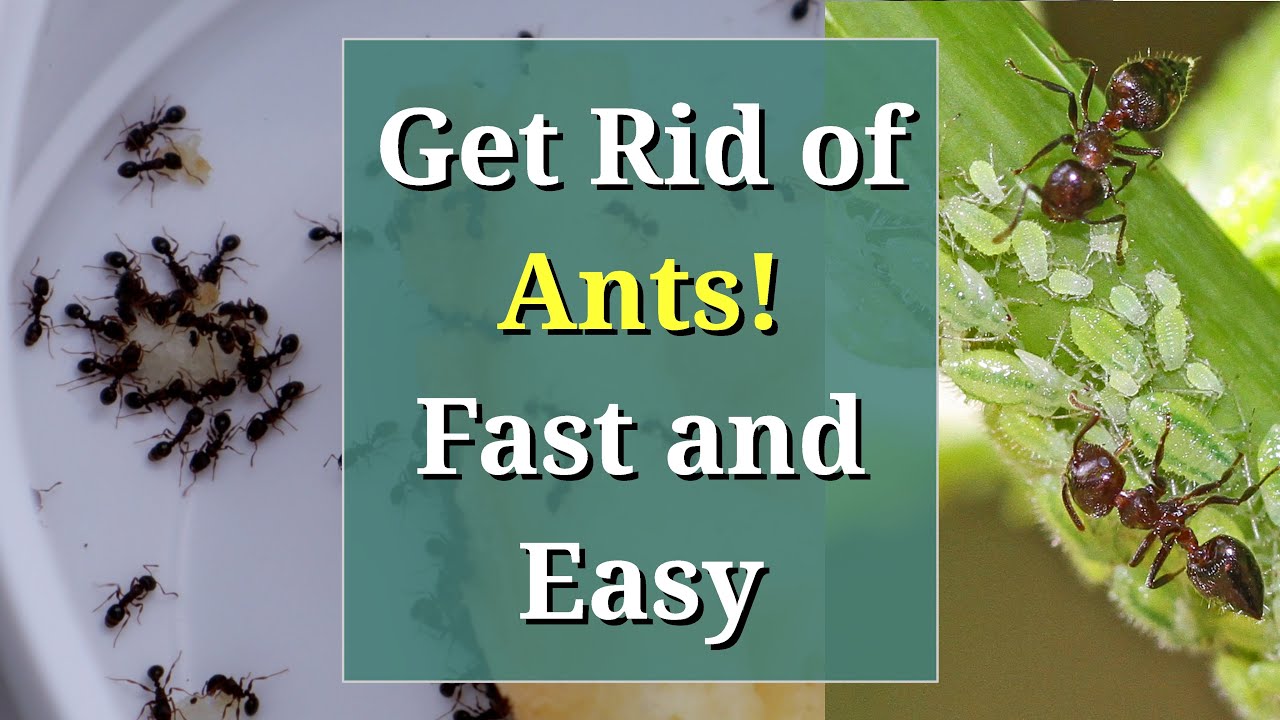 how to get rid of ants permanently