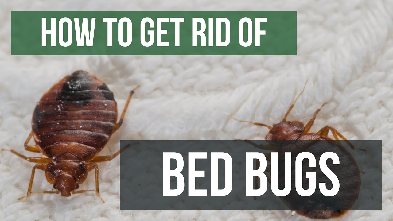 how to get rid of bed bugs in your home effective methods for elimination