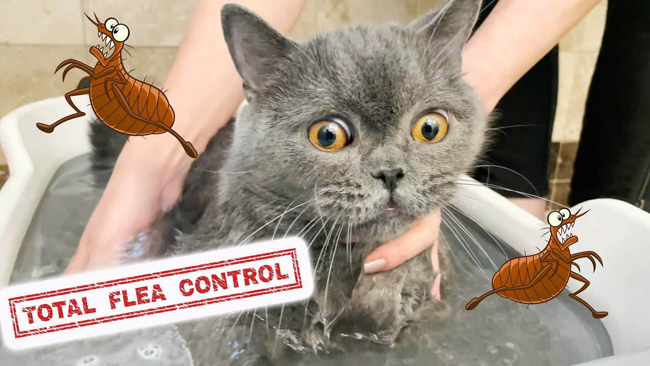 how to get rid of fleas on cats