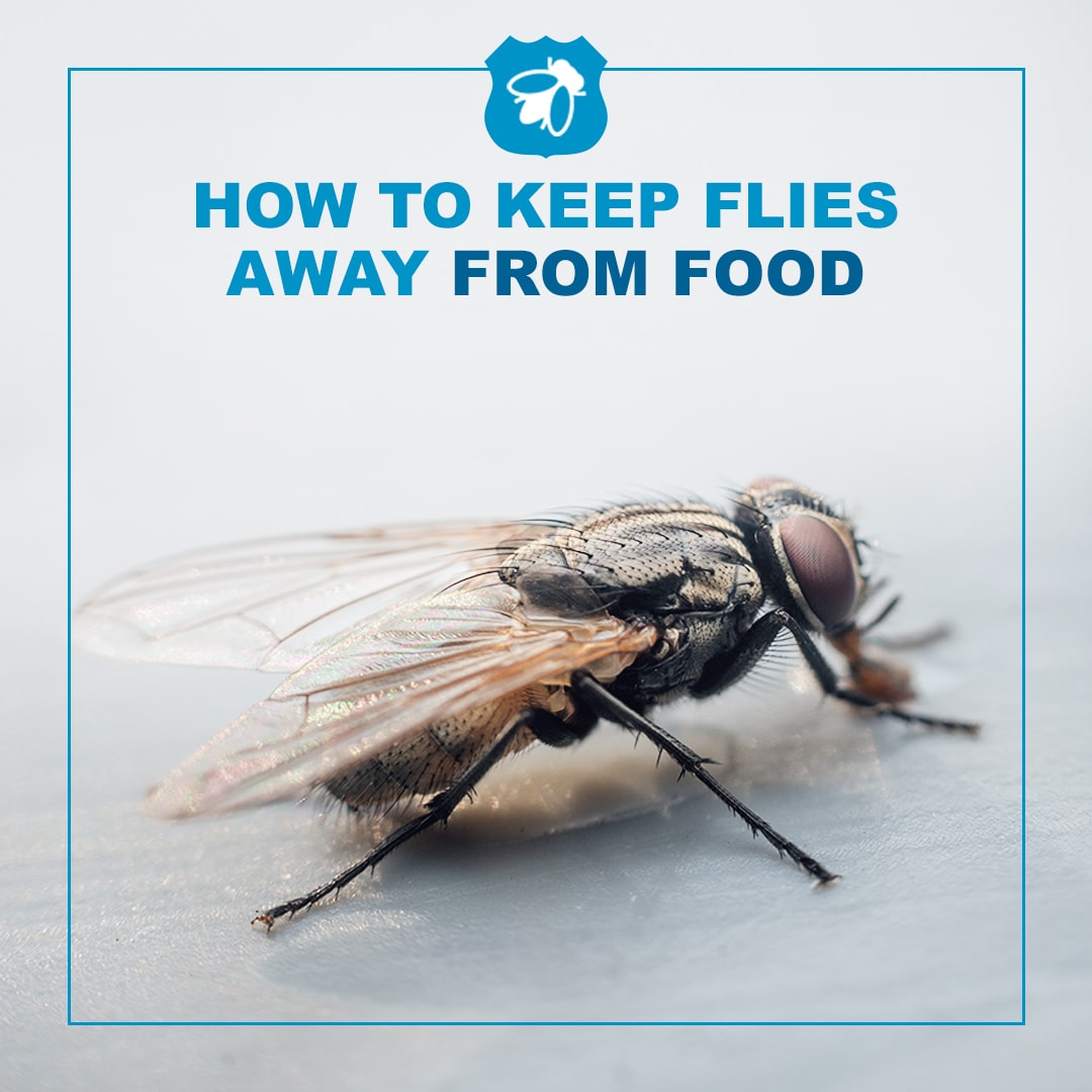 how to get rid of flies without harming your food