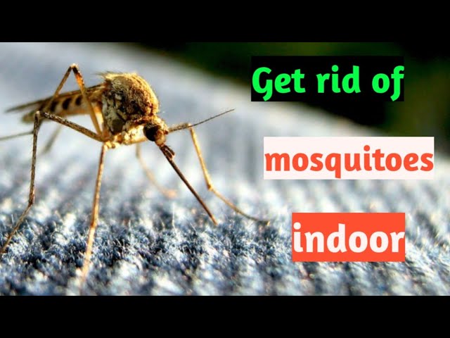 how to get rid of mosquitoes inside the house