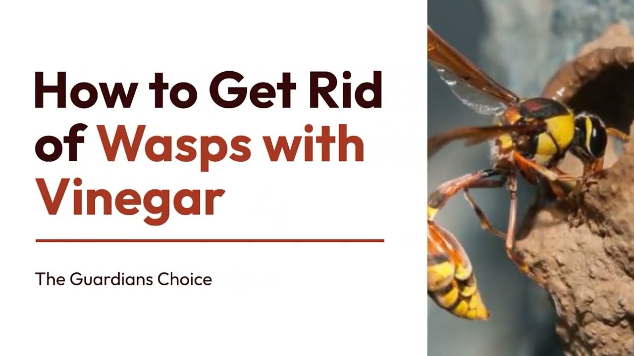 how to get rid of wasps with vinegar 1