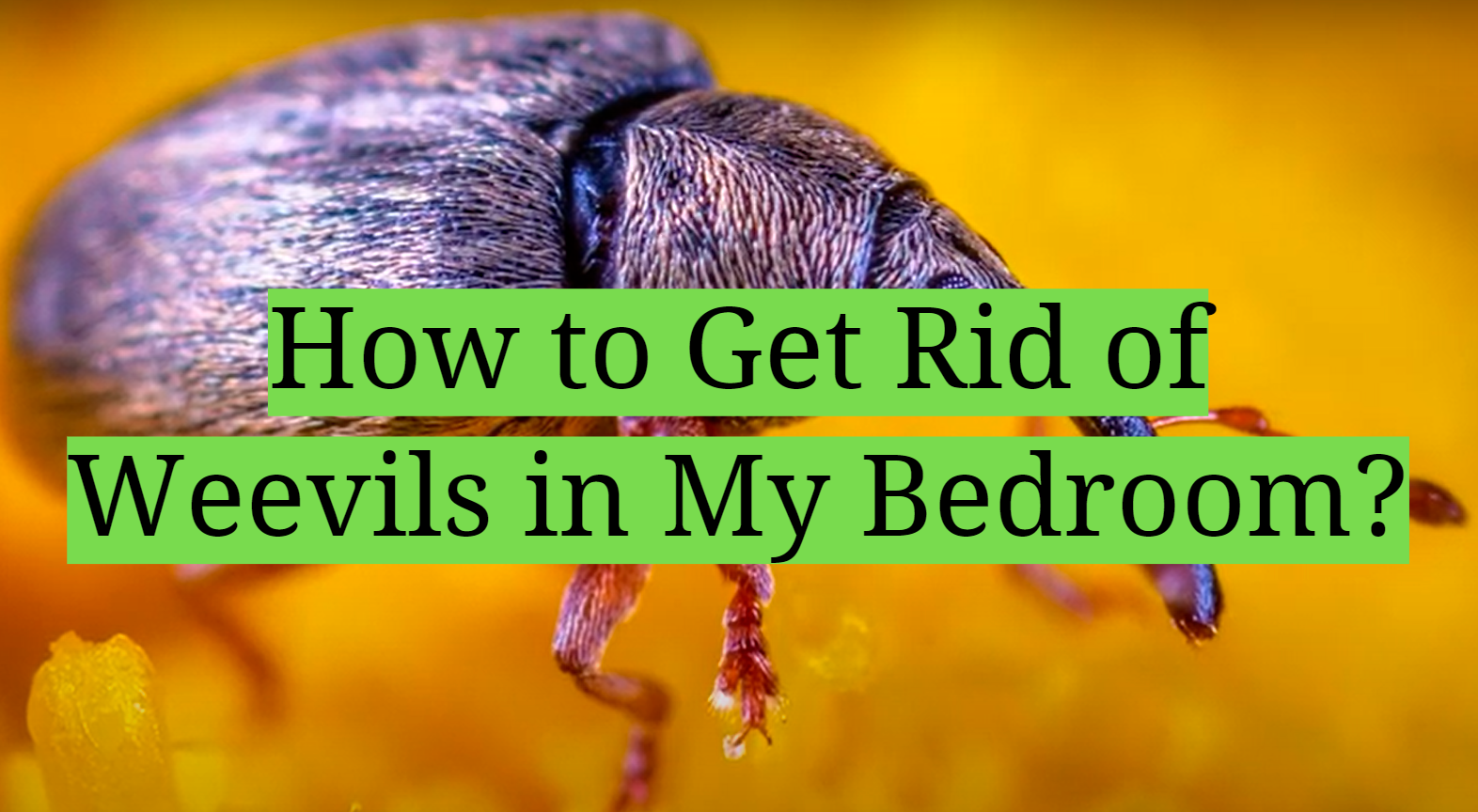 how to get rid of weevils a complete guide to home pest control