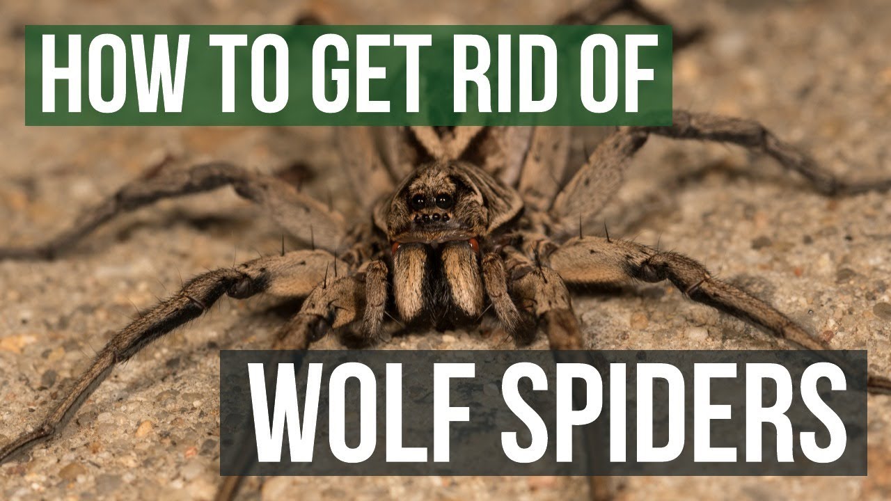 how to get rid of wolf spiders