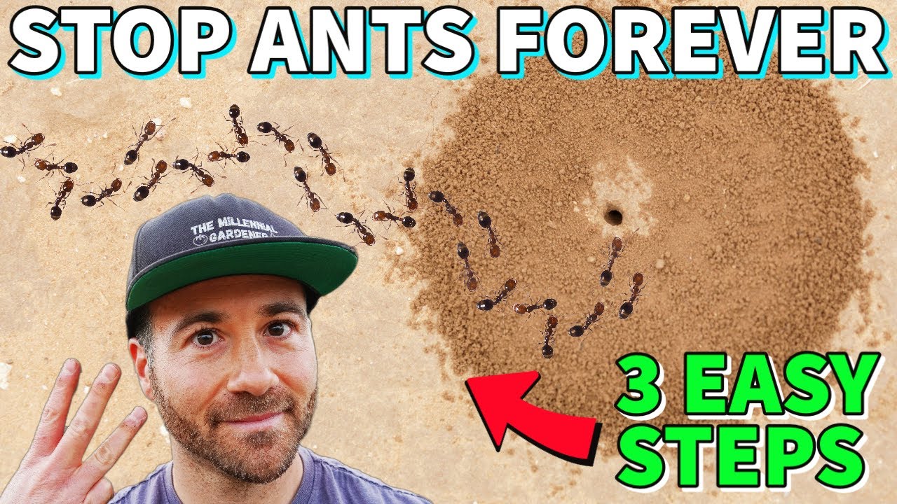 how to kill ants in yard