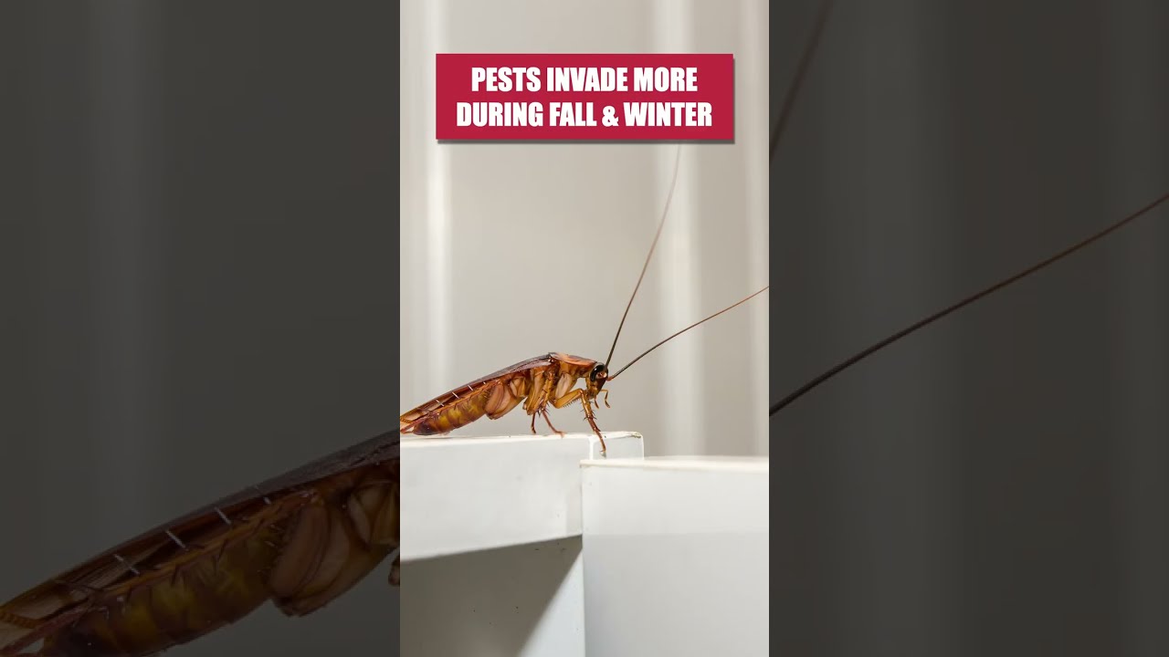 how to kill cockroaches
