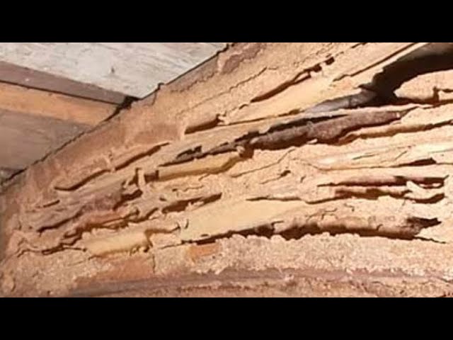 how to tell if termite damage is old