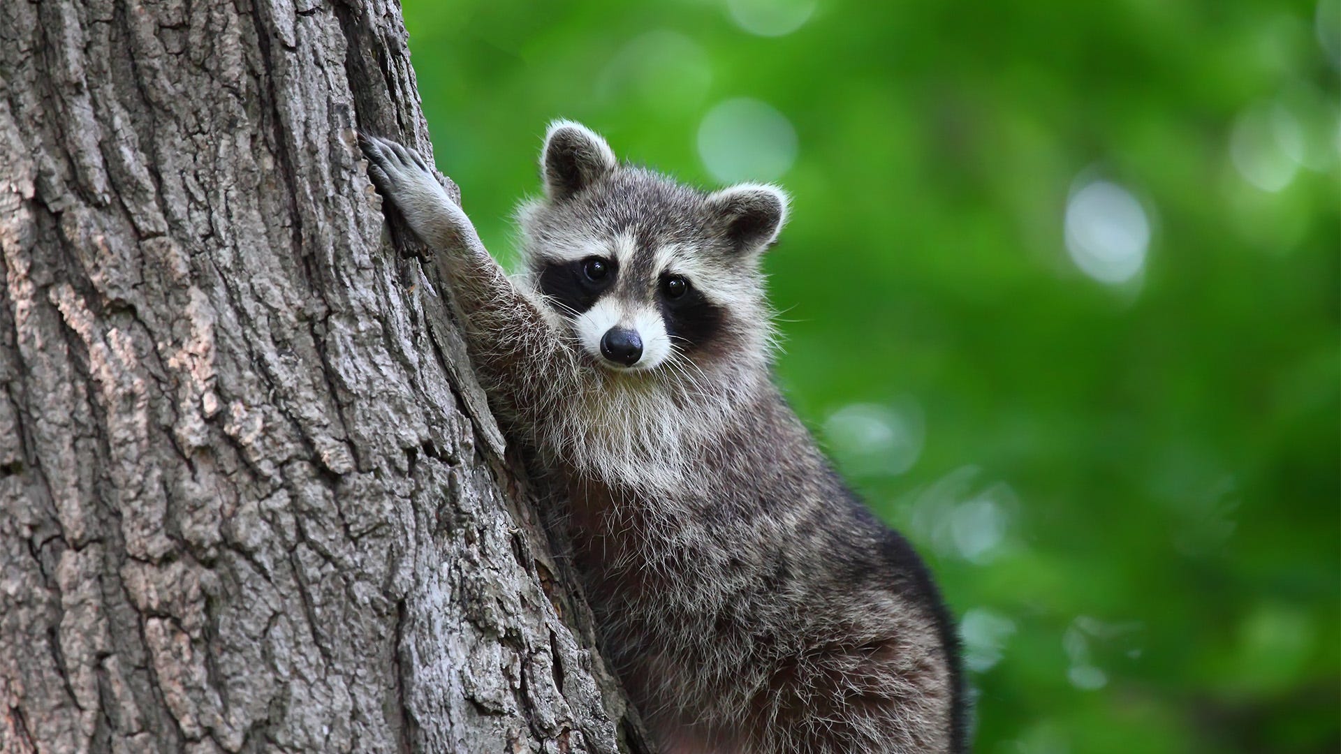 keep raccoons away learn what repels these pesky critters