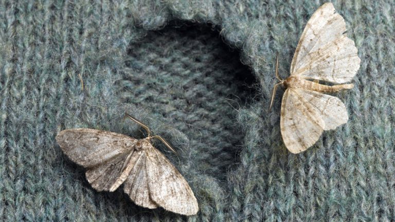 Moth-Proof Your Wardrobe: Effective Ways to Stop Clothes from Getting Eaten