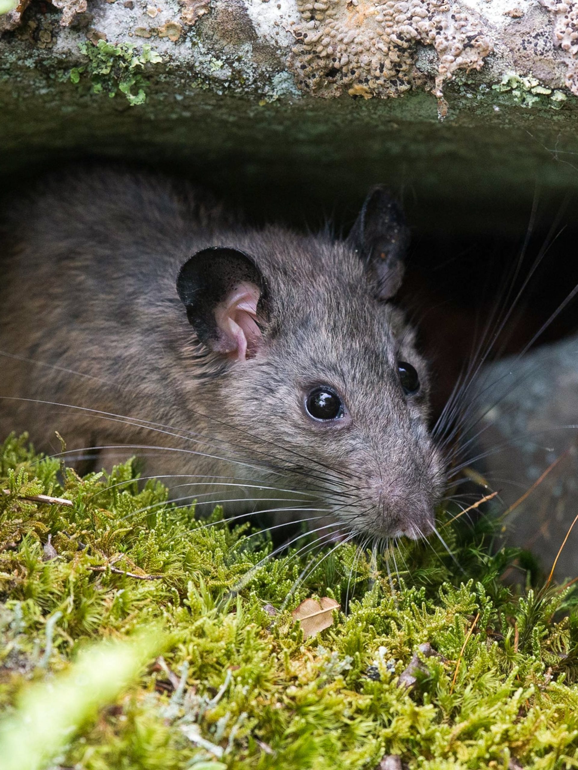 mystery revealed unveiling the wild diet of mice scaled