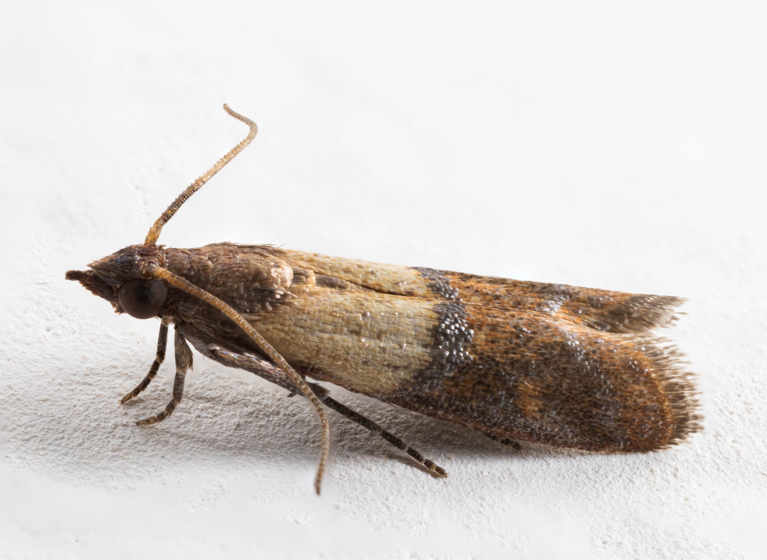 plodia interpunctella crucial information to understand about indian meal moths scaled