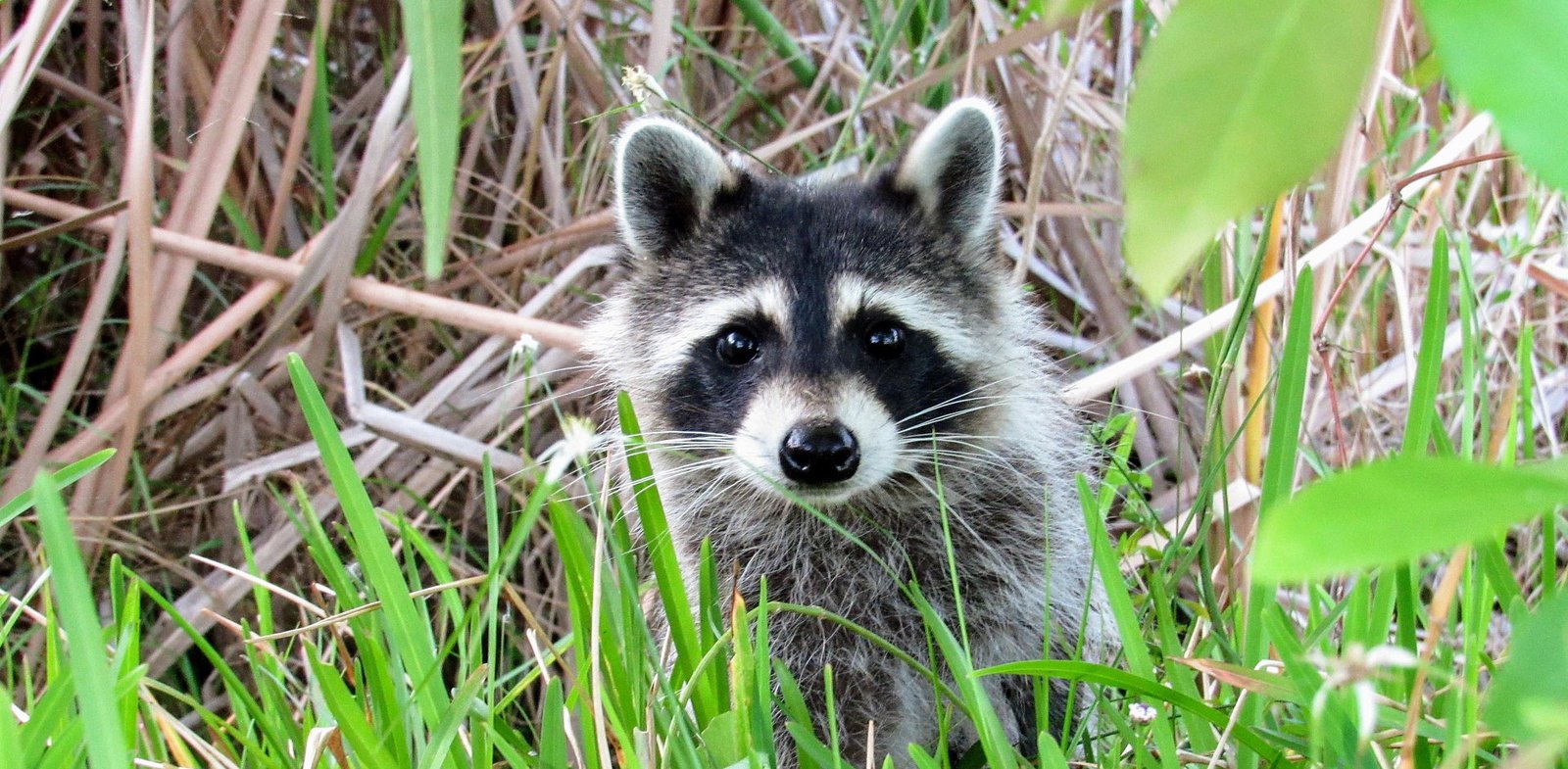 predators and opportunistic hunters what eats raccoons in the wild