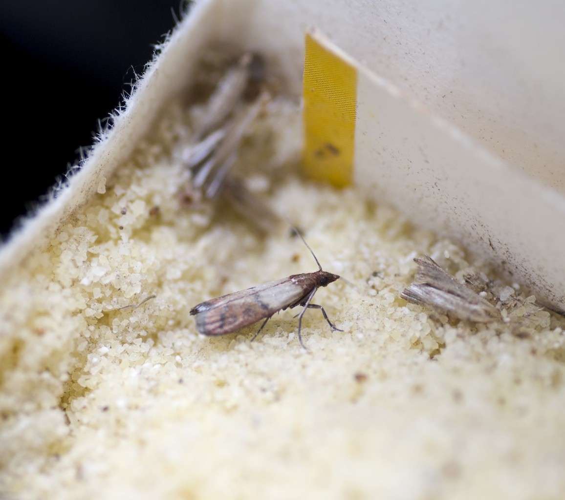 protecting your food identifying moth larvae infestation prone foods
