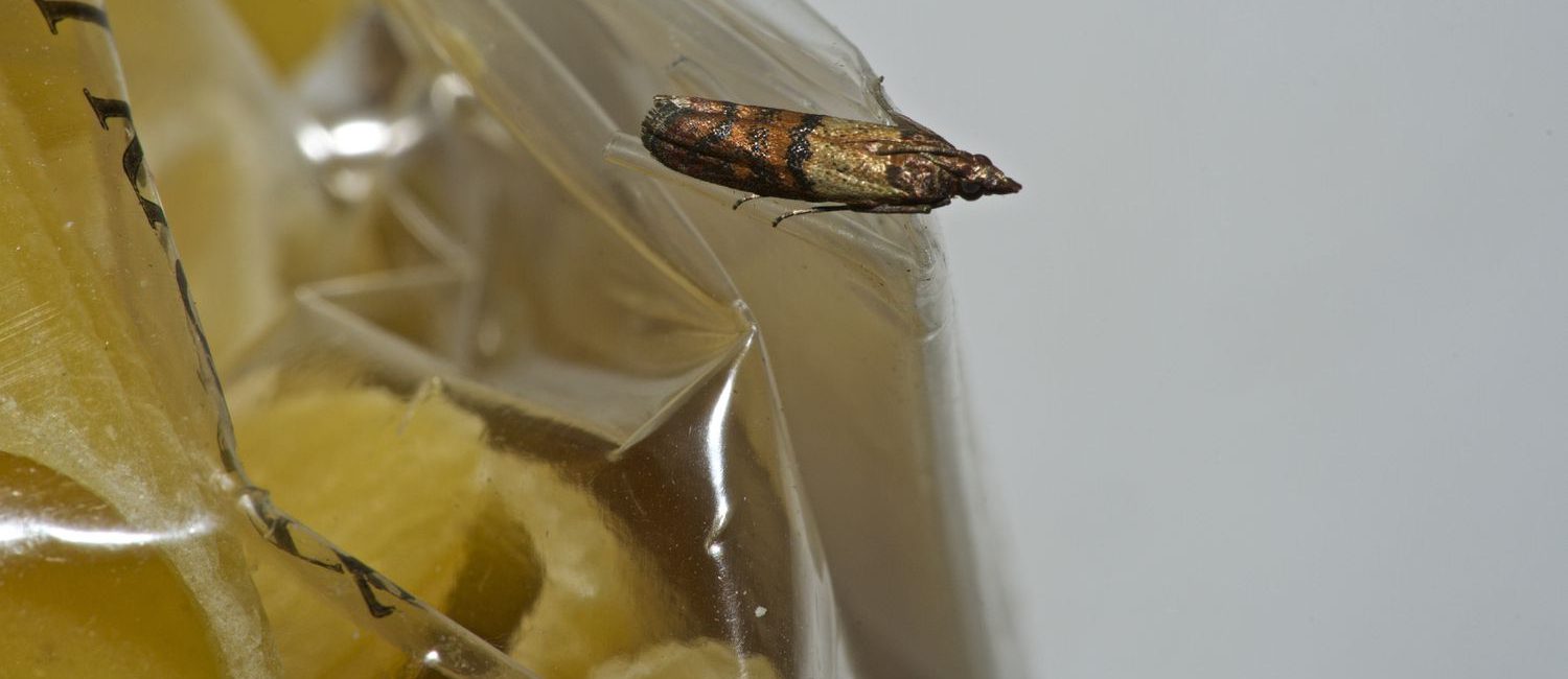 rice moth a practical guide to eliminating them