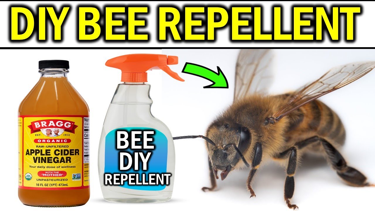 safe bee removal effective ways to get rid of bees without harm