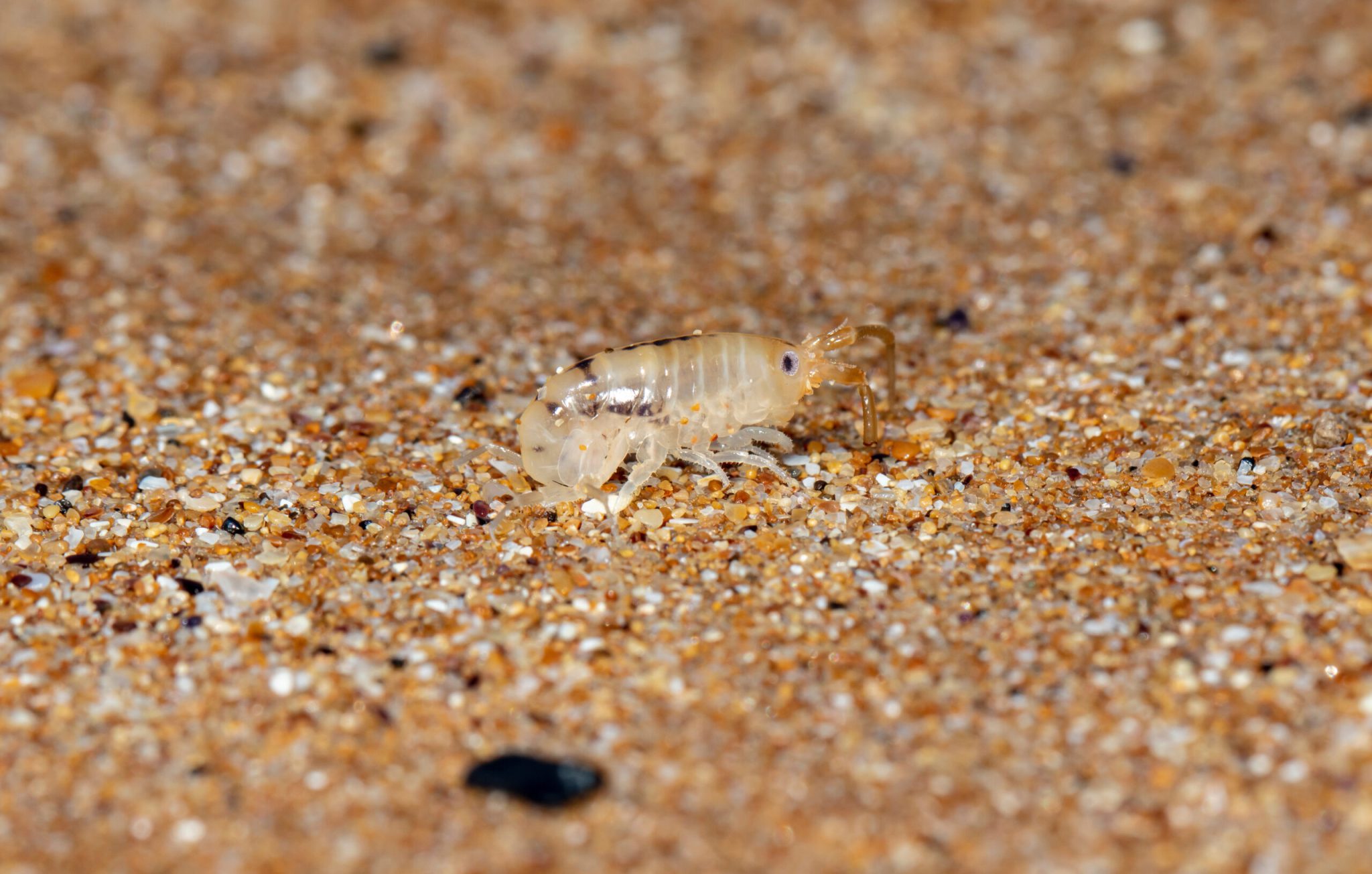 Protect Yourself from SAND FLEA BITES: Ultimate Guide