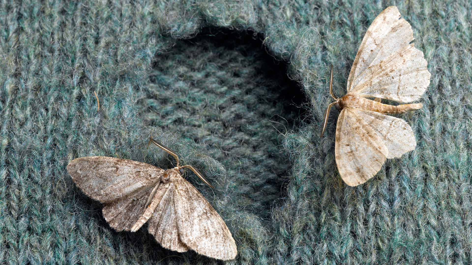 say bye to your wardrobe woes discover which moths eat clothes