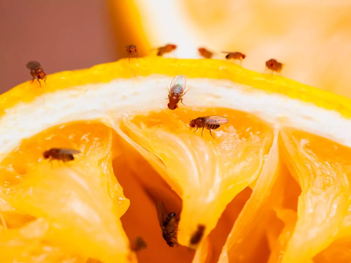 say goodbye to fruit flies expert tips on keeping them away
