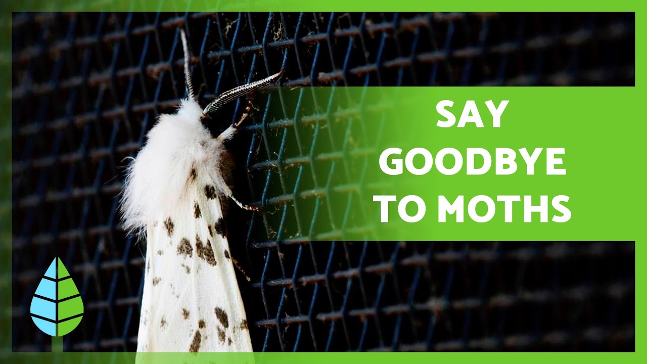 say goodbye to moths in your pantry effective ways to get rid of them