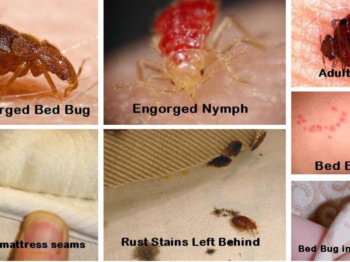 signs of bedbugs how to tell if you have these pesky pests