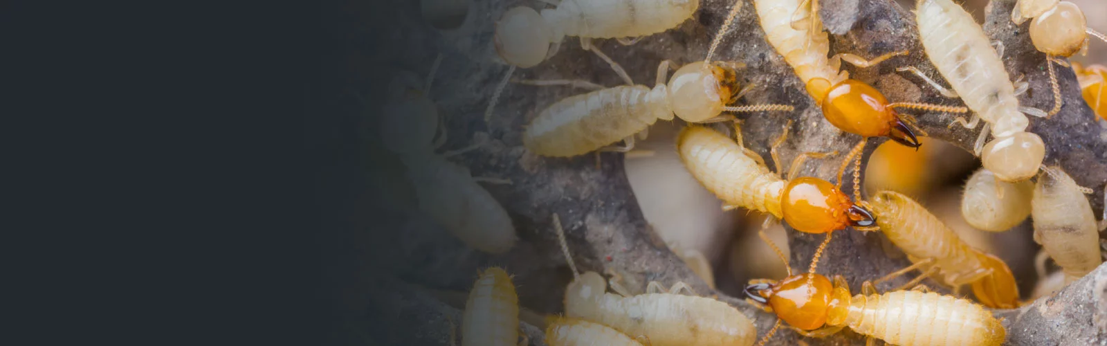termite species in chile a comprehensive guide