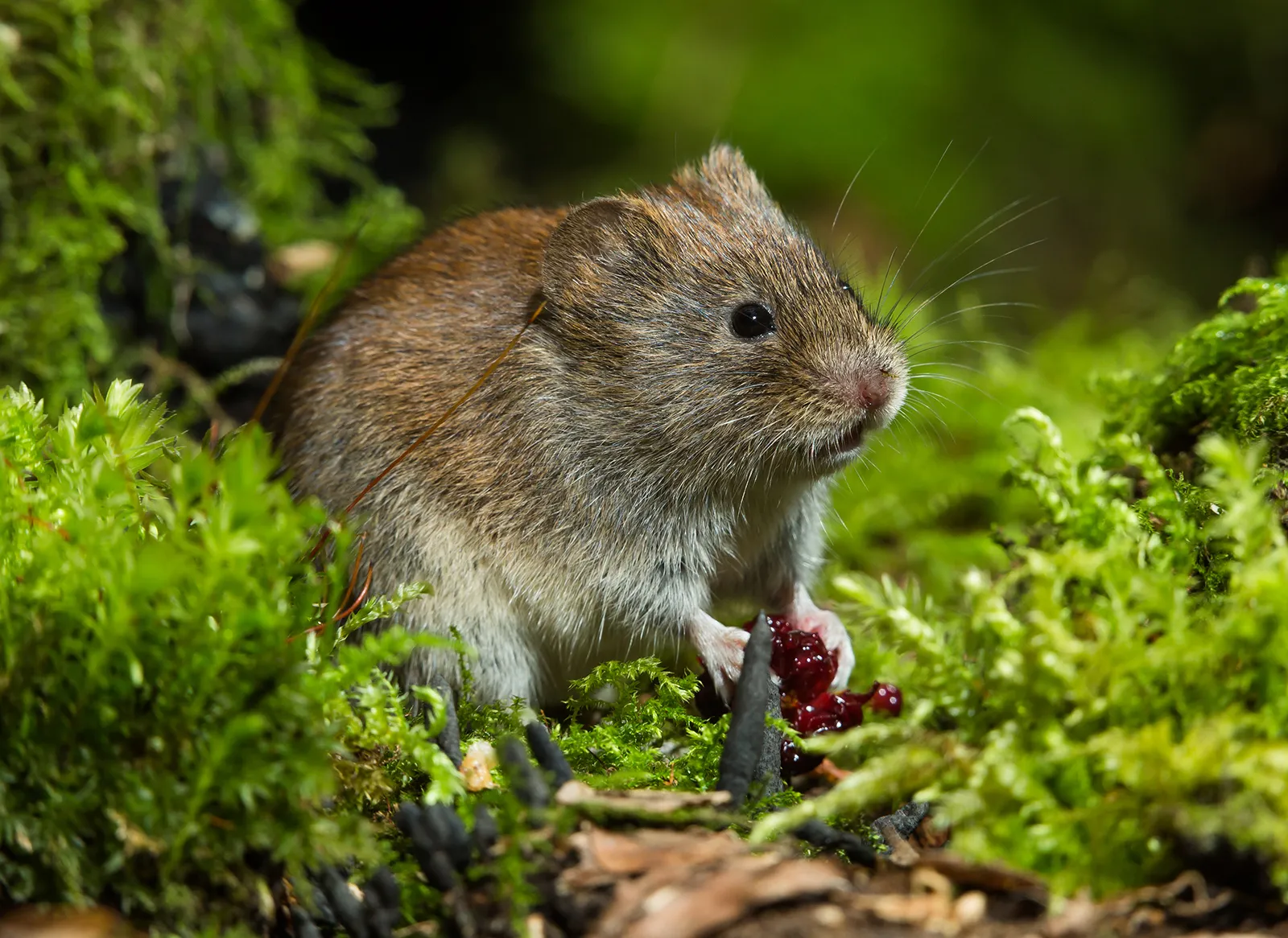 the diet of meadow voles discover what these adorable creatures eat