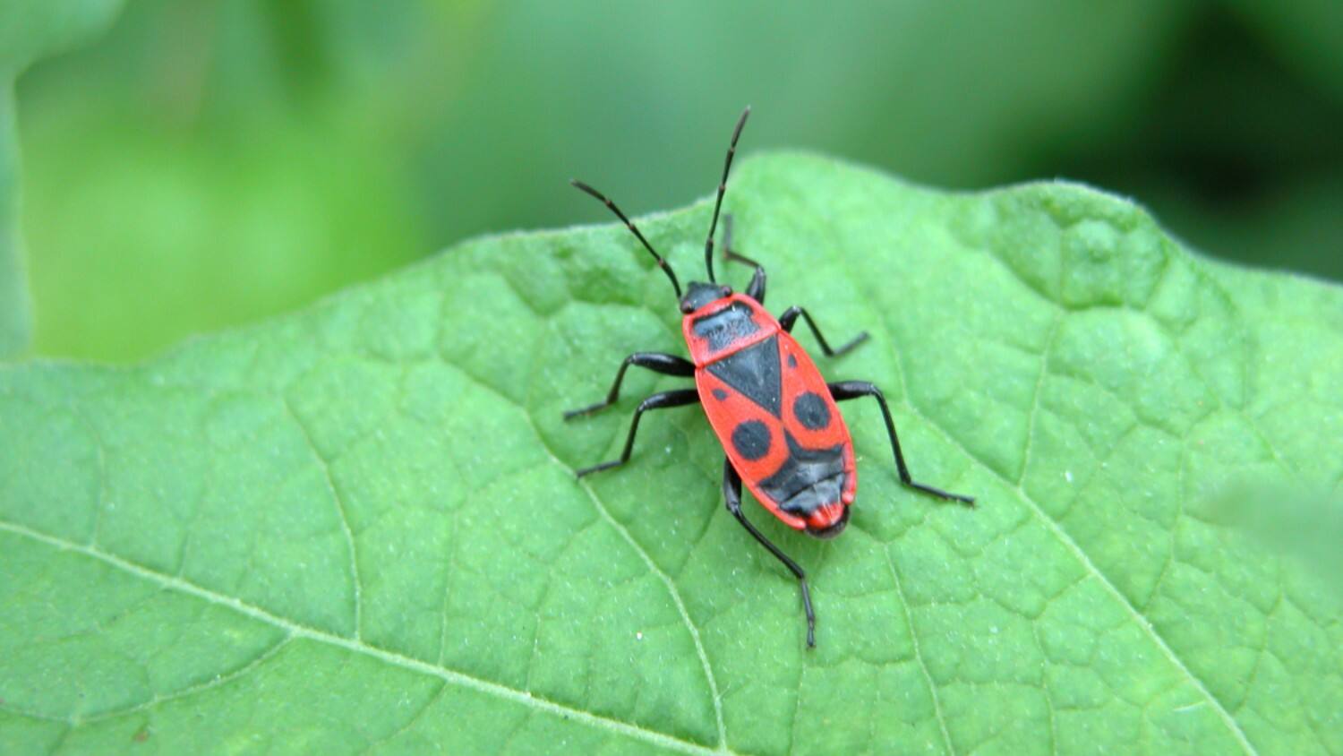 the most common spring pests a guide to home pest control
