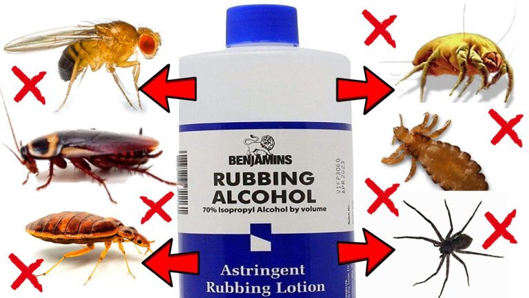 the powerful effects of rubbing alcohol on bedbugs explained