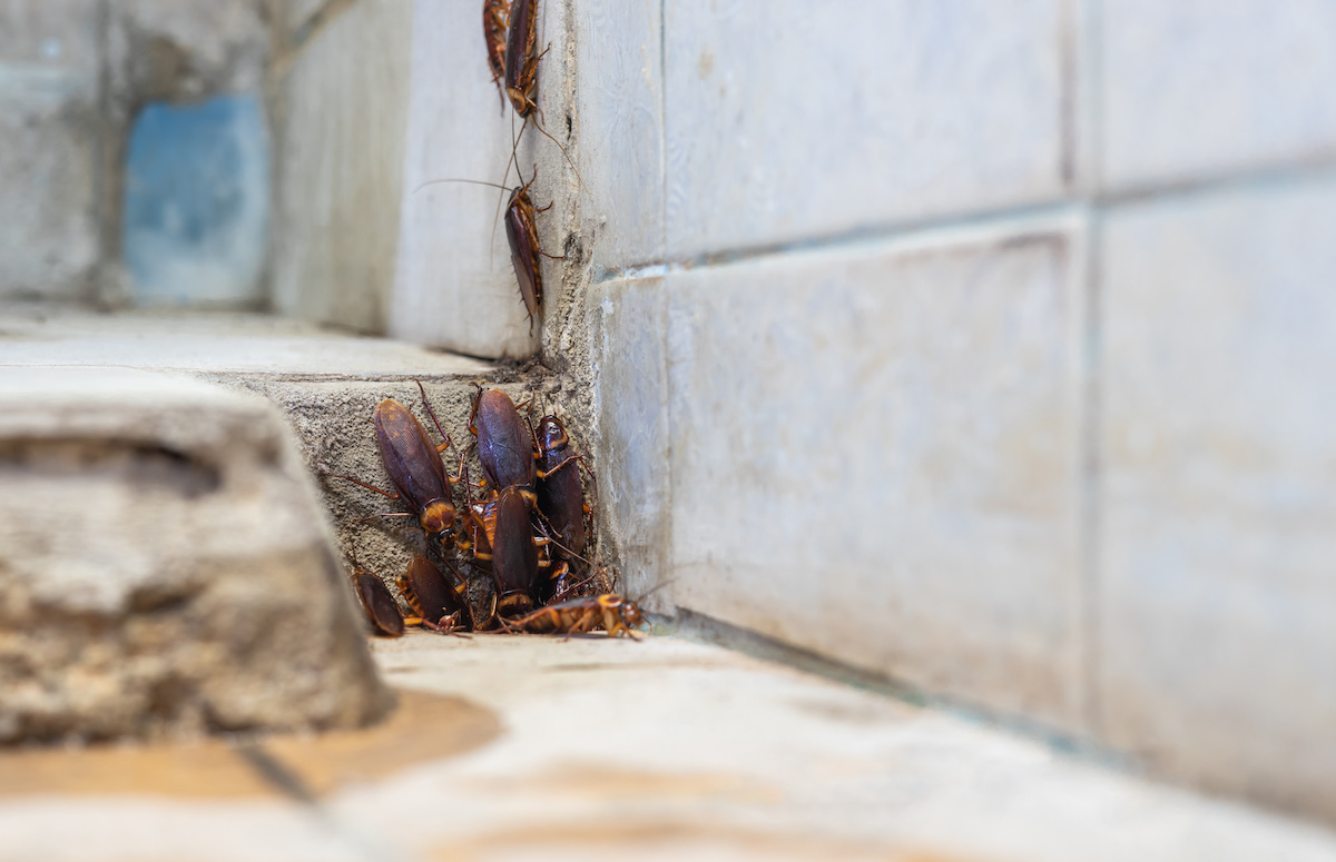 the risks of a cockroach infestation in the horeca sector