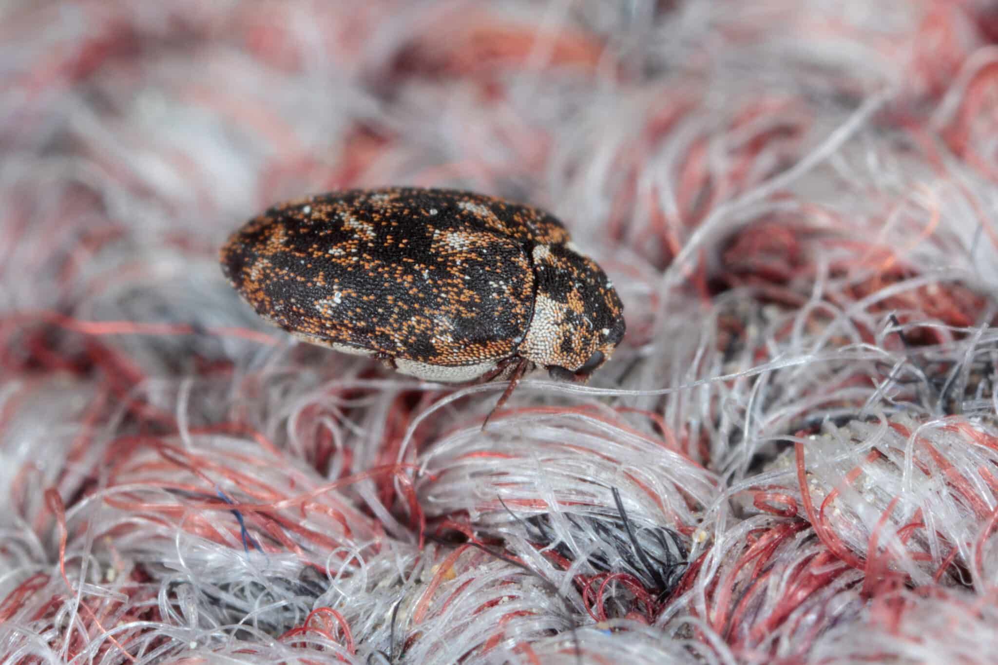 the ultimate guide discovering what kills carpet beetles
